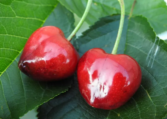 El Canchal De La Gallina -cafetería - Piscina De Agua Caliente Hasta 19 De Octubre -aparcamiento Gratis - Jacuzzi * Hervás