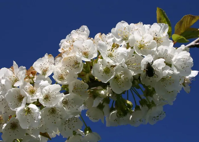 Séjour à la campagne Rurales El Canchal De La Gallina: Rustic Retreat With Jacuzzi & Heated Pool *